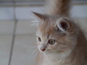 Viral Aksi Pria Tembak Kucing di Semarang, Polisi Tangkap Pelaku