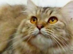 Perkenalkan Kucing Persia Medium, Hasil Mix dengan Kucing Lokal