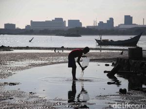 Melihat Pantai Marunda di Jakarta Utara yang Kian Bersih Melihat Pantai Marunda di Jakarta Utara yang Kian Bersih
