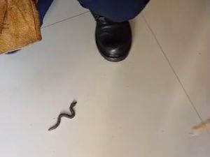 Warga Depok Minta Tolong Damkar karena Mengira Ada Ular, Ternyata Mainan Warga Depok Minta Tolong Damkar karena Mengira Ada Ular, Ternyata Mainan