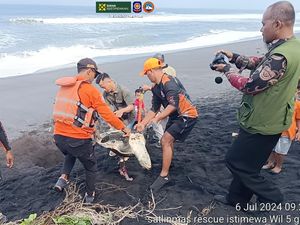 Penyu Lekang Mati Terdampar di Kulon Progo, Diduga Akibat Zat Kimia