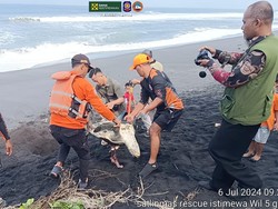 Penyu Lekang Mati Terdampar di Kulon Progo, Diduga Akibat Zat Kimia