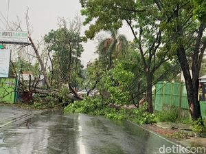 Pohon Besar Tumbang di Ruas Jalan Cirebon-Majalengka, Lalin Dialihkan