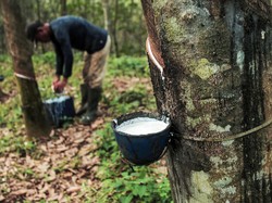 Nilai Ekspor Karet Sumsel Naik, Gapkindo Ungkap Penyebabnya