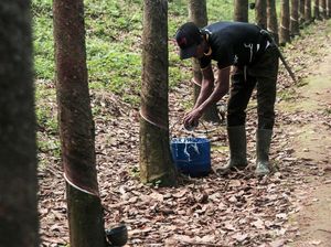 Produksi Karet Indonesia Mengalami Penurunan