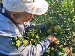 Coba-coba Petani Pasuruan Sulap Sawah Jadi Kebun Jeruk Siam Ternyata Cuan