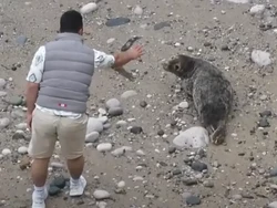 Turis Nyebelin, Dekati-Provokasi Anjing Laut Lalu Melemparinya dengan Batu