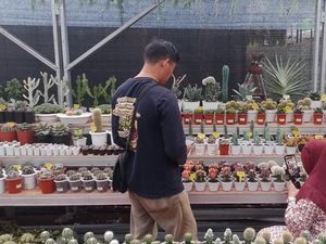 Festival Flona 2024, Rekomendasi Tempat Terbaik Pecinta Tanaman Festival Flona 2024, Rekomendasi Tempat Terbaik Pecinta Tanaman