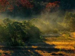 Mengenal Juniperus Ashei, Pohon Cedar yang Paling Dibenci Warga Texas Mengenal Juniperus Ashei, Pohon Cedar yang Paling Dibenci Warga Texas