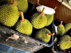 Jualan 400 Kg Durian di Sekolah hingga Tempat Makan Hidden Gem di Tebet Jualan 400 Kg Durian di Sekolah hingga Tempat Makan Hidden Gem di Tebet