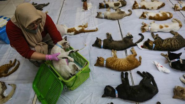 Ratusan Kucing Disterilisasi di Gelanggang Remaja Pulogadung