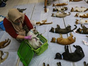 Ratusan Kucing Disterilisasi di Gelanggang Remaja Pulogadung