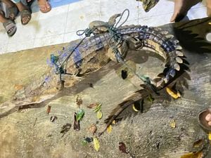 Heboh Buaya Tersangkut di Jaring Ikan Nelayan di Sumsel, Begini Penampakannya