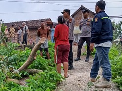 Hendak Potong Pohon Jengkol Depan Rumah, Muhajir Tewas Kesetrum Listrik