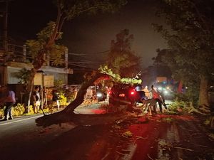 Mobil Dinas Kalaksa BPBD Jembrana Tertimpa Pohon di Jalan Denpasar-Gilimanuk