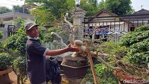 Raup Cuan dari Budi Daya Bonsai