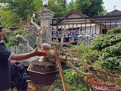 Raup Cuan dari Budi Daya Bonsai