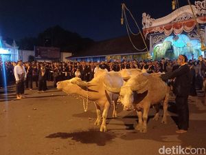Makna Simbolik Kebo Kyai Slamet, Ikon Kirab Keraton Solo saat Malam 1 Suro Makna Simbolik Kebo Kyai Slamet, Ikon Kirab Keraton Solo saat Malam 1 Suro