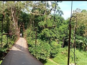 Jembatan Gantung Penghubung Antardesa di Lebak Miring dan Nyaris Roboh