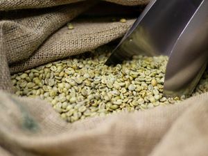 Apa Benar Kopi Green Bean Ampuh Turunkan BB? Ini Faktanya! Apa Benar Kopi Green Bean Ampuh Turunkan BB? Ini Faktanya!