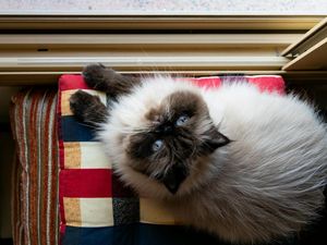 Mengenal Karakteristik Kucing Himalaya yang Lucu dan Manja Mengenal Karakteristik Kucing Himalaya yang Lucu dan Manja