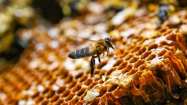 (FILES) In this photograph taken on June 9, 2024, wild bees hover on the honeycomb at a cliff in Lamjung district of Nepal. Hanging from a rope and bamboo ladder off a Himalayan mountain cliff, skilled Nepali climbers gather highly prized hallucinogenic honey -- an ancient tradition stung by environmental degradation and rapid climate change. (Photo by PRAKASH MATHEMA / AFP)