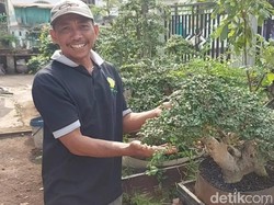 Manfaatkan Lahan Kosong untuk Budi Daya Bonsai, Pria Pasuruan Cuan Berlimpah