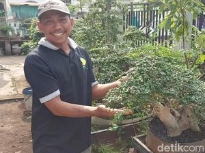 Manfaatkan Lahan Kosong untuk Budi Daya Bonsai, Pria Pasuruan Cuan Berlimpah Manfaatkan Lahan Kosong untuk Budi Daya Bonsai, Pria Pasuruan Cuan Berlimpah