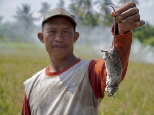 Bukan Burung Hantu, Begini Saran Pakar UGM buat Basmi Hama Tikus Sawah