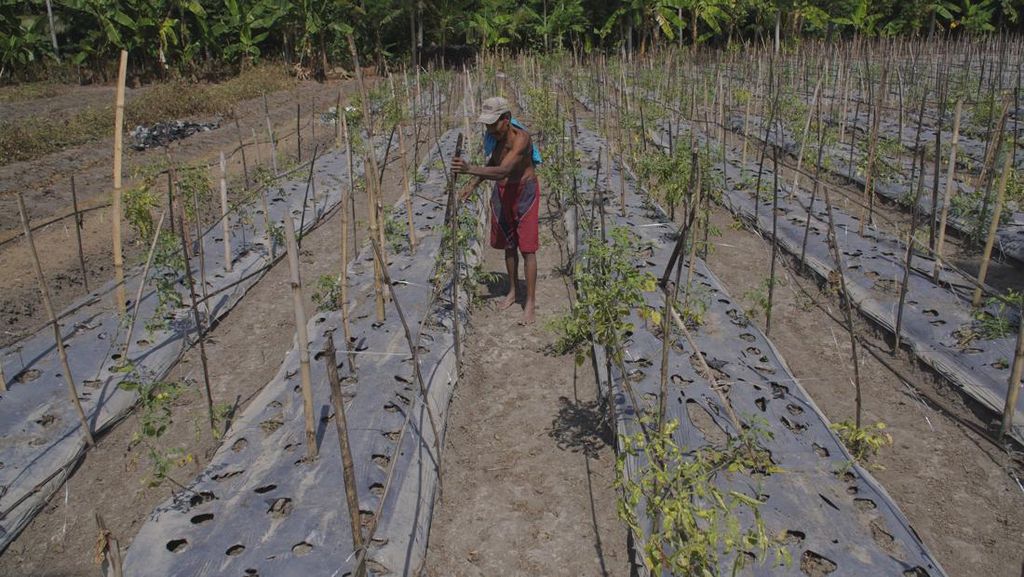 Ratusan Hektare Lahan Pertanian di Lumajang Diserang Hama Tikus Ratusan Hektare Lahan Pertanian di Lumajang Diserang Hama Tikus