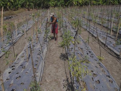 Ratusan Hektare Lahan Pertanian di Lumajang Diserang Hama Tikus
