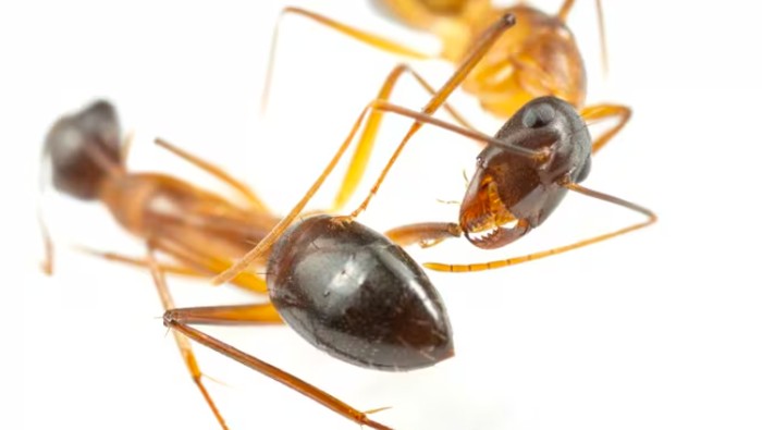 semut tukang kayu Florida (Camponotus floridanus) semut tukang kayu Florida (Camponotus floridanus)