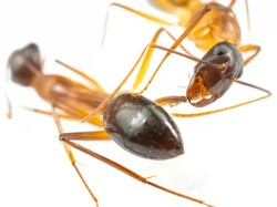 Bukan Rayap! Ini 5 Tanda Rumah Diserang Semut Kayu