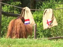 Orang Utan Ini Prediksi Belanda Menang Lawan Inggris di Semifinal Euro 2024