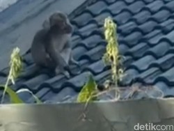 Monyet Liar Teror Permukiman Padat Penduduk di Kota Pasuruan, Warga Resah