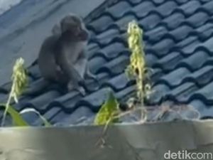 Monyet Liar Teror Permukiman Padat Penduduk di Kota Pasuruan, Warga Resah Monyet Liar Teror Permukiman Padat Penduduk di Kota Pasuruan, Warga Resah