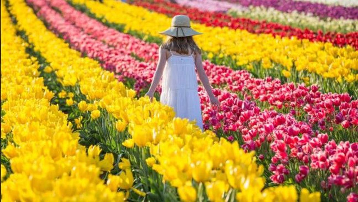Festval bunga tulip di Melbourne