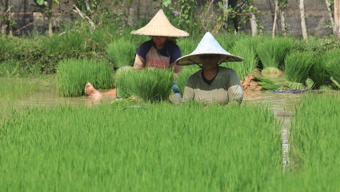 Musim tanam padi gadu di Aceh Barat Petani merencanakan tumbuhan padi sebelum proses penanaman pada demam isu tanam gadu di area persawahan Desa Pasi Teungoh, Kecamatan Kaway XVI, Aceh Barat, Aceh, Selasa (9/7/2024). Data Dinas Pertanian, Tanaman Pangan dan Hortikultura menyatakan memasuki demam isu tanam padi gadu dari bulan April sampai Juli 2024 jumlah lahan yang sudah ditanami padi sudah meraih 50 persen lebih atau sebanyak 3.271 hektar dari target penanaman 6.000 hektar dan diprediksikan bakal terus meningkat sampai bulan September mendatang. ANTARA FOTO/Syifa Yulinnas/foc.