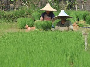 Pertanian Ramah Lingkungan Bisa Diwujudkan dengan Cara Ini Pertanian Ramah Lingkungan Bisa Diwujudkan dengan Cara Ini