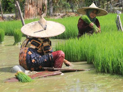 Optimalisasi Ketahanan Pangan, Mulai dari Desa-Diferensiasi Tata Kelola