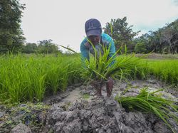 Cara Pupuk Indonesia Dorong Ekosistem Pertanian Terintegrasi