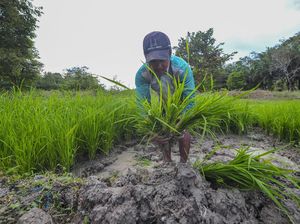 Cara Pemkab Indramayu Dorong Generasi Muda Terjun ke Dunia Pertanian Cara Pemkab Indramayu Dorong Generasi Muda Terjun ke Dunia Pertanian