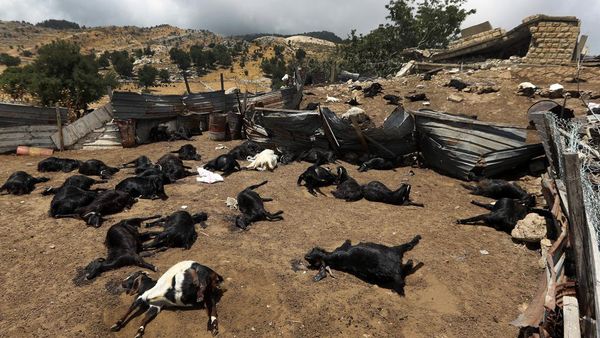 Ratusan Kambing di Lebanon Mati Akibat Serangan Udara Israel