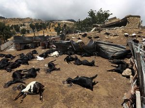 Ratusan Kambing di Lebanon Mati Akibat Serangan Udara Israel Ratusan Kambing di Lebanon Mati Akibat Serangan Udara Israel