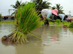 Kenaikan Produksi Beras RI Diklaim Tertinggi Kedua di Dunia