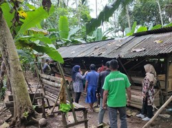 Teror Anjing Ajak Mangsa Belasan Domba di Pangandaran