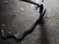 Mak Jegagik! Mau Ambil Piring Warga Klaten Malah Ketemu Ular Kobra Mlungker