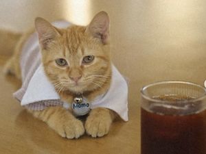 Di 5 Kafe Ini Bisa Makan Enak Sekaligus Main Bareng Kucing Di 5 Kafe Ini Bisa Makan Enak Sekaligus Main Bareng Kucing
