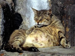 6 Ciri-ciri Kucing Hamil dan Perbedaannya dengan Kucing Gendut, Yuk Perhatikan