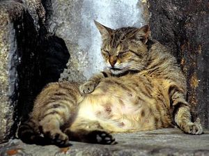 Benarkah Kucing Hamil Tidak Boleh Dimandikan? Cek Faktanya Benarkah Kucing Hamil Tidak Boleh Dimandikan? Cek Faktanya